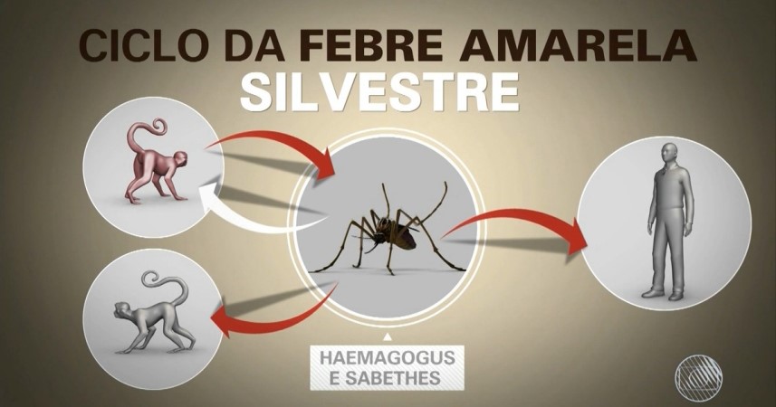 Capa do artigo
