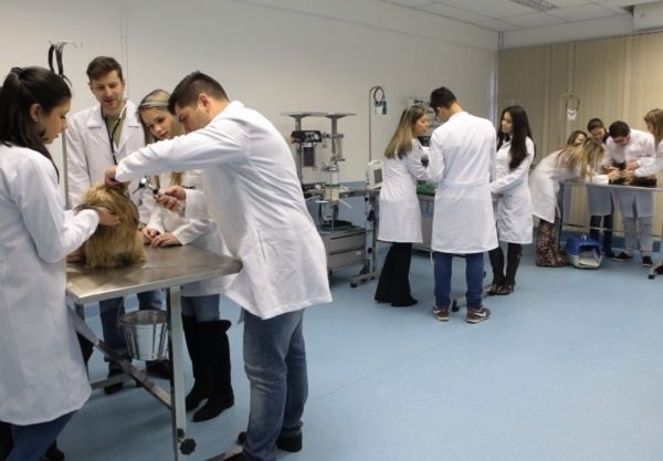 78% dos veterinários afirmam não ser abordada de forma ampla a prática da eutanásia 