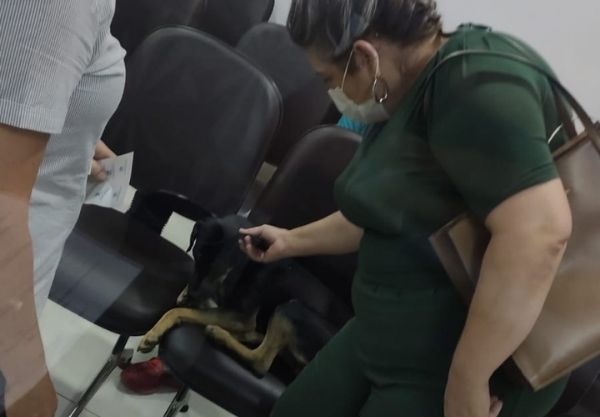 Os ventos e a chuva assustaram o cachorro, que procurou abrigo dentro do hospital